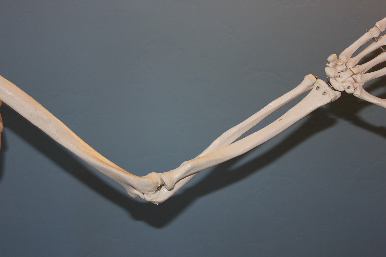 skeleton, elbow, anatomy